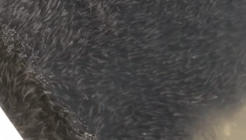 震撼!大连海域出现大规模鱼群,密密麻麻染黑海面