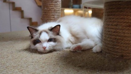 太善解人意，是对自己的软暴力