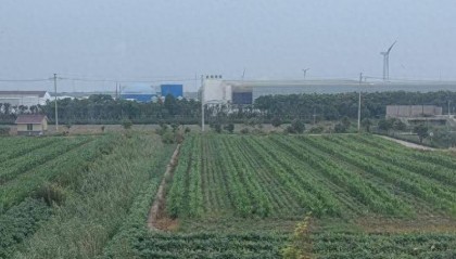 江苏启东一养猪场建在居民区附近臭味熏天被举报,进展:猪场减产,建设系承诺审批制