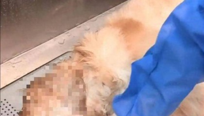 金毛餐馆蹭空调避暑遭殴打后死亡,主人公布最新处理结果:店家不接受调解,自己准备起诉