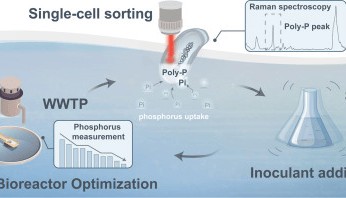 一周前沿科技盘点丨精准挖掘微生物,实现污水高效除磷;全光操控,让悬浮细胞“站稳”拍照