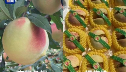 起底“水果骗局”:藏乌梨、爆炸桃、嘉宝果都是假的!