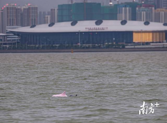 “喜洋洋”“乐融融”本尊现身!中华白海豚畅游港珠澳大桥为十五运会助阵